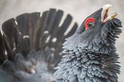 IL: Metso rysähti sisään – poliisi juhannuspaistista: syöminen oli sopiva tapa hävittää lintu