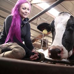 Elätti on lypsylehmien eliittiä – Ojalan maitotilan kuningatar on heruttanut 13-vuotisen elämänsä aikana yli 150 000 litraa maitoa