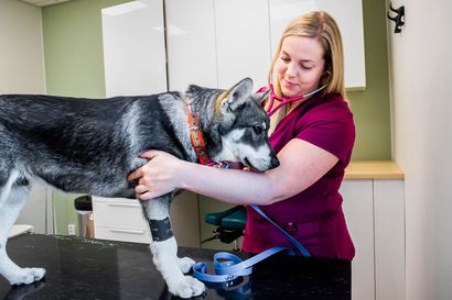 Eläinlääkäri Alisa Rauhala ajatteli lukiossa, ettei aio seurata isänsä jalanjälkiä – halu auttaa eläimiä sai avaamaan oman klinikan