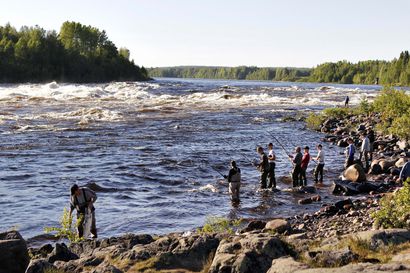 Tornionjoen kalastuskausi käynnistyy kesäkuun alussa – kauden alku on suurlohien aikaa