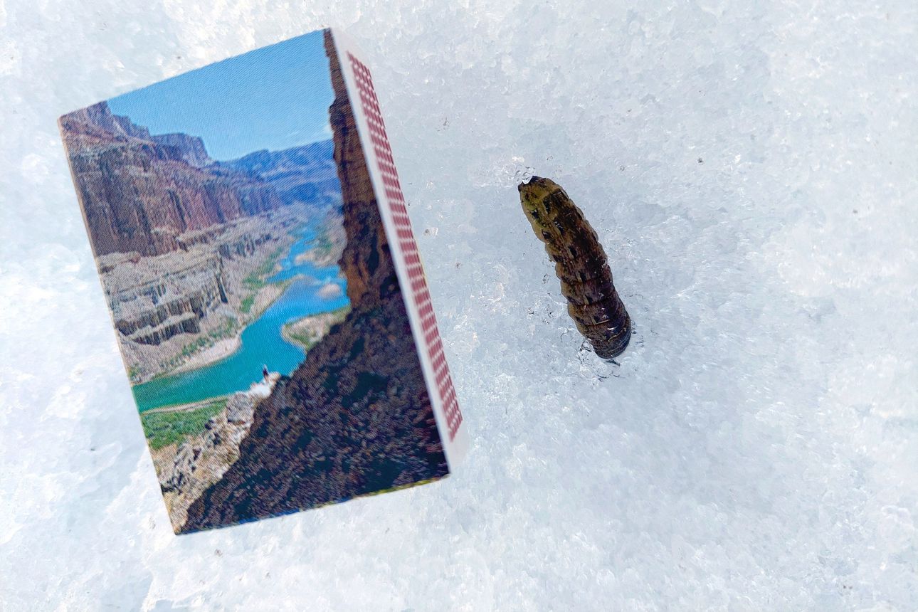 Hanna Koskela löysi lumen päältä puuntuhoojan toukkia – Tikkako hylkäsi pahanhajuiset toukat talven armoille?
