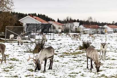 Rovaniemen Pöykkölän asukkaiden pihoilla laiduntaa jopa 80 poron tokka – kaavoituspäällikkö: "Olemme poronhoitoalueella, joten täällä on poroja kaupungissakin"