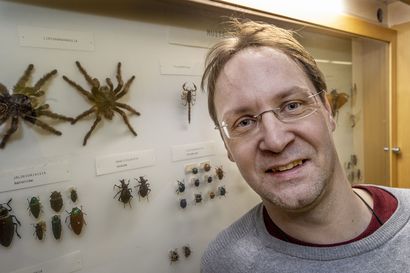 Kiehtovat ja karmivat hämähäkit ryömivät esiin – Oulun yliopiston asiantuntija pohtii, voisiko vaarallinen mustaleski levitä Suomeen