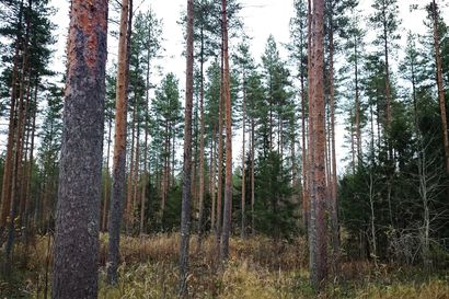 Metsäalan toimijoille ja metsänomistajille uusi suunnitteluväline suometsien kestävään hoitoon