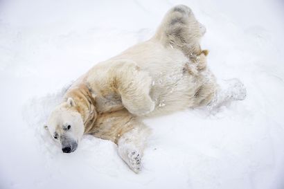 Lauantaina lopetetun jääkarhu Nordin sairauden syy selvisi – "Äärimmäisen ikävä ja melko harvinainen tilanne"