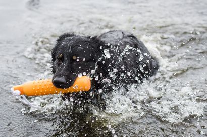 Osa uittaa koiransa mökillä, osa yleisellä uimarannalla – Koillismaan kunnista ei löydy virallista uittopaikkaa koirille: "Turhaa kränää aiheuttaa, jos säännöistä ei pidetä kiinni"
