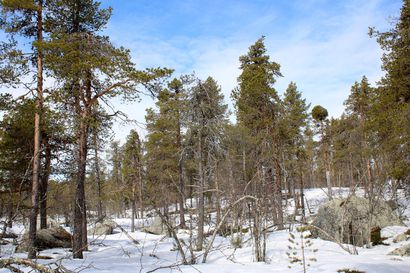 Pohjoiseen Lappiin uusia suojelualueita – Luonnonperintösäätiön kampanja Ylä-Lapin vanhojen metsien suojelemiseksi alkoi vilkkaana