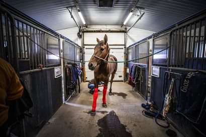 Vastavalmistunut valvontaeläinlääkärin tarkastusraportti Ruukin hevoskeskuksesta: Hevoset ovat olleet asiallisesti hoidettuja ja levollisia