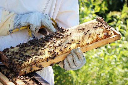 Mehiläistarhaajan työssä maltti on valttia: "Kaikkien tarhaajien ohjeet eivät välttämättä päde täällä Pudasjärvellä"
