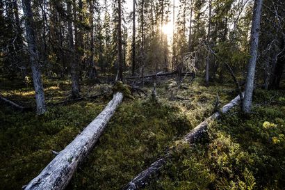Luontolahja-kampanjasta uusia luonnonsuojelualueita – Yhteensä kymmeniä hehtaareita Pudasjärveltä ja Taivalkoskelta, lue jutusta minne uudet suojelualueet sijoittuvat