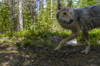 Instagramin kauniista kuvista saa väärän käsityksen Suomen luonnon tilasta – Some on täynnä epärealistisen koskematonta luontoa ja uhanalaisia eläimiä, koska algoritmi suosii kiiltokuvia