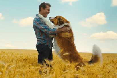 Elokuvakriitikko Pekka Eronen pohtii koiran elämää – ja vähän kissankin