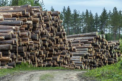 Tutkimuslaitos: Puun myyntihintojen odotetaan tasaantuvan loppuvuodesta– alkuvuosi oli vilkas puumarkkinoilla ja nosti hintoja