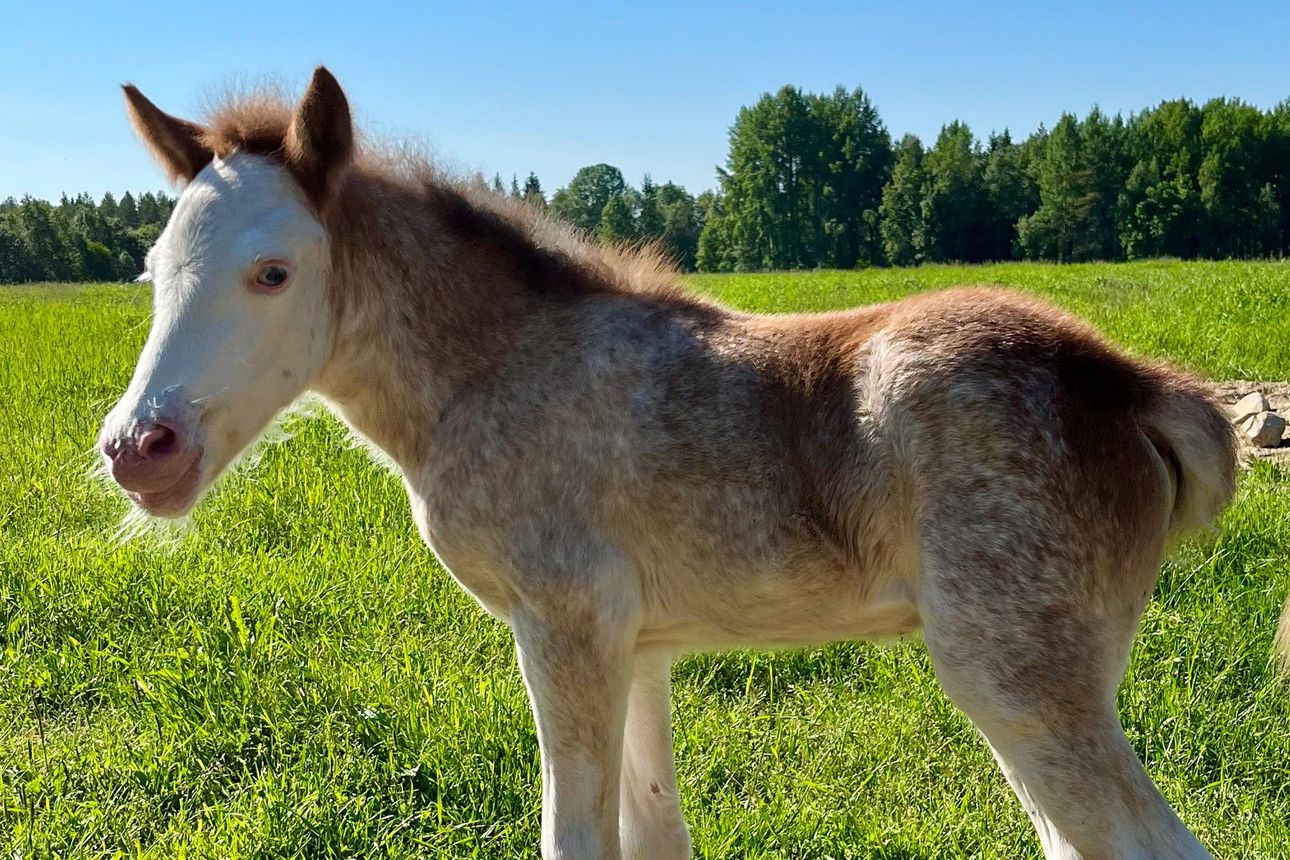 Harvinaisen värinen hevonen syntyi Kuusamoon – Raatesalmella on viime sunnuntaista lähtien maailmanmenoa ihmetellyt islanninhevosvarsa, jolla on maailman harvinaisimpiin kuuluva väritys