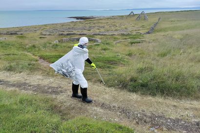 Turkistarhoilla leviävä lintuinfluenssa on vakavasti otettava riski myös ihmisille – lintujen syysmuutot voivat tuoda taudin Norjan rannikolta Lappiin