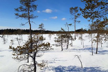 Oulun Kivisuolle ja Eteläsuolle perustettiin laaja yksityinen luonnonsuojelualue – yli 100 hehtaaria luonnontilaista keidasaapasuota