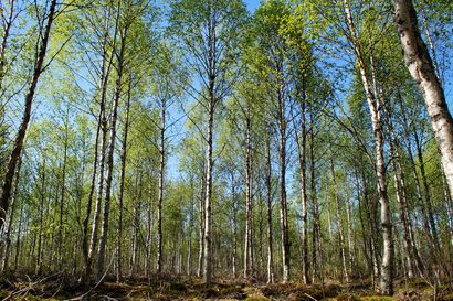 Pudasjärven kaupungin ja Metsänhoitoyhdistys Koillismaa ry:n välinen metsien hoitosopimus saa jatkoa