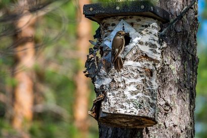 BirdLife Suomi: Pöntöissä pesii tänä vuonna hieman keskimääräistä vuotta enemmän lintuja – pesinnät ovat aavistuksen myöhässä