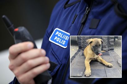 Oulun poliisilaitoksen koiraryhmälle uusi vahvistus, tältä näyttää 9-viikkoinen Oiva – ”Parin vuoden päästä kaikkien pahisten painajainen”
