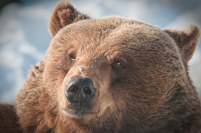 IL: Valokuvaaja Keijo Pekkanen pääsi kuvaamaan parittelevia karhuja Kuusamon Kuntilammella – "Karhupariskunta tuli aukion laidalle yllättäen ja sain otettua kuvia ja videokuvaa"