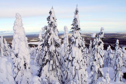 Pudasjärven joulut ovat olleet valkeita ainakin viimeiset 60 vuotta – jouluaaton lumimäärissä suuria vaihteluja