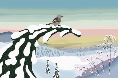 Varpunen katosi jouluaamusta: Sakari Topeliuksen laulun taustalla oli oma suru – satusetä oli huolissaan lintujen vähenemisestä jo sata vuotta sitten