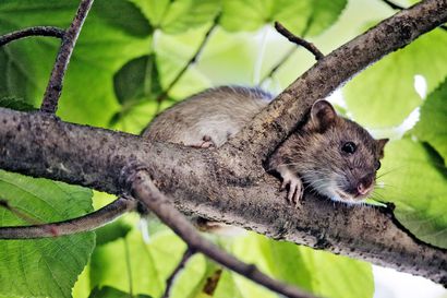 Ranta-Kastellin ja Peltolan alueella on havaittu rottia – Näin jyrsijähaittoja ehkäistään