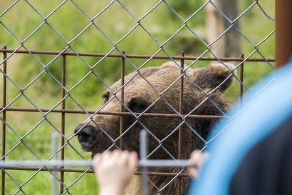 Kuusamon suurpetokeskukselta karkasi perjantaina toinenkin karhu, joka saatiin houkuteltua takaisin häkkiin – keskuksen mukaan Nätin käytös oli viime aikoina muuttunut
