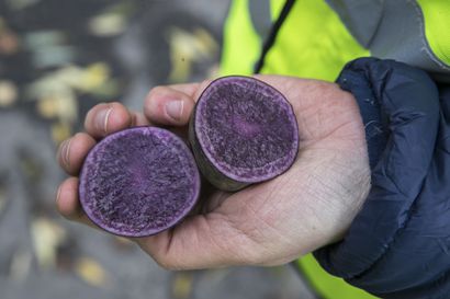 Violetin perunan antosyaanit jopa mustikkaa paremmat terveyden kannalta – tehokas apuri etenkin kakkostyypin diabeteksen säätelyssä