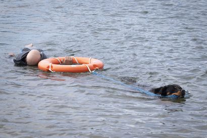 Wanda-koira osaa vetää haveriveneen tai hukkuvan ihmisen rantaan – Katso kuvat ja video