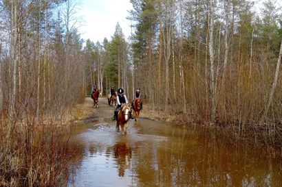 Hevosille rauhoitettu reitti on joutunut ilkivallan kohteeksi Oulun Kuivasjärvellä ja nyt pyöräilijät ovat eksyneet reitille – "Läheltä piti -tilanteita on ollut", ratsastuskouluyrittäjä harmittelee