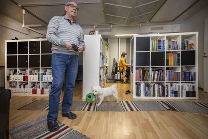 Oululainen Topi-koira kuuluu kasvavaan toimistokoirien joukkoon – työpaikan jäänmurtajiin