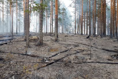 Metsähallituksella ennätysmäärä metsien ennallistamispolttoja Pohjois-Pohjanmaalla ja Kainuussa – Pudasjärvellä Olvassuolla ja Lomavaarassa