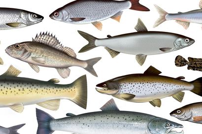 Asuuko sinussa fongari? Testaa kalavisassa, miten monta Lapinkin vesissä uivaa lajia tunnistat