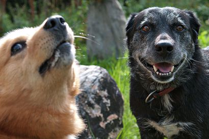 Pello sai kunniamaininnan koiraystävällisyydestään – "Näkyy kuntastrategiassa"