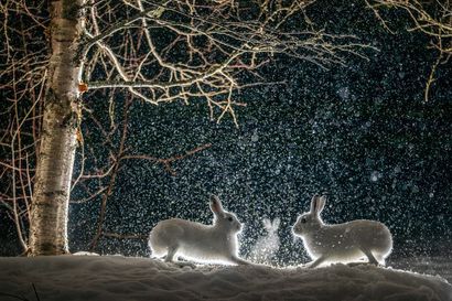 Kuusamolainen Ari-Matti Nikula kuvasi jäniksien "turpakäräjöintiä", kun paikalle osui tarkkailija – Tuloksena kakkossija luontokuvakilpailussa