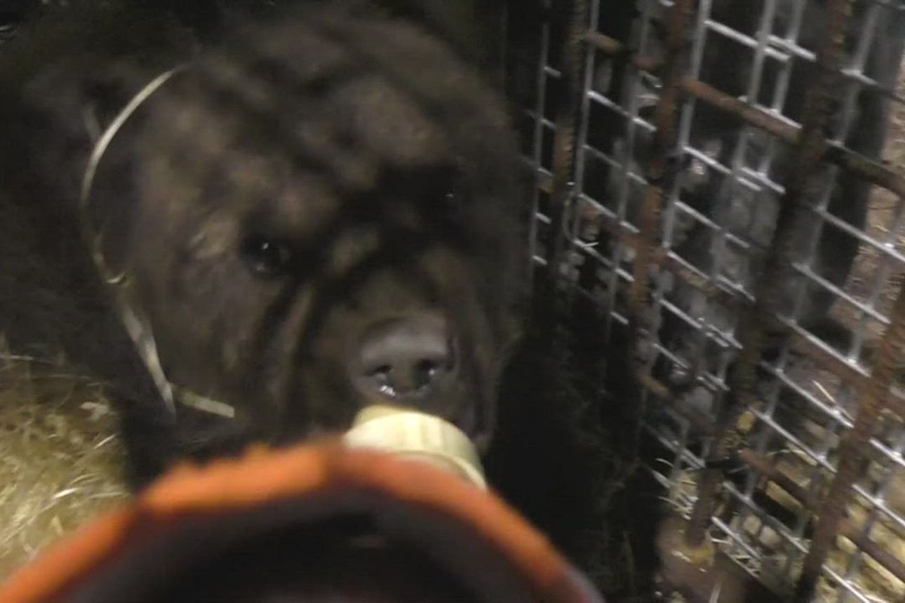 Katso video: Orpo karhunpentu on kotiutunut Kuusamon suurpetokeskukseen