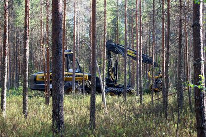 Pienpuun keruu metsistä vilkastunut: kemera-tukea maksettu jo 8,2 miljoonaa – myös tietukien käyttö kasvussa
