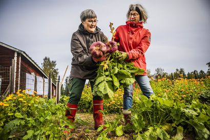 Jos et itse jaksanut viljellä, Rovaniemen sadonkorjuumarkkinat ovat oikea paikka hakea tuoreita kasviksia