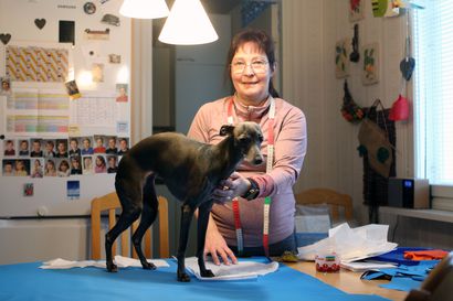 Pitkäkarvainen koira voi myös tarvita vaatteita talvipakkasilla – torniolainen ompelimo suunnittelee ja valmistaa mittatilausvaatteita koirille