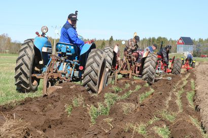 Katso video: Kuusi historiallista traktoria ja kyntöauraa muutti pellon kauniiksi kiivuiksi Oulaisissa
