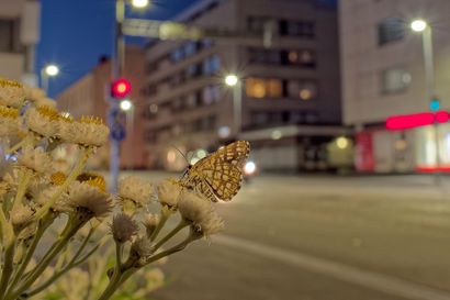 Valosaaste sekoittaa perhostoukkien talvehtimisrytmit – Oulun yliopisto mukana tutkimuksessa, joka voi selittää hyönteiskatoa