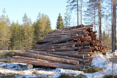 Stora Enso tarvitsee Oulun tehtaalleen aiempaa enemmän puuta, yhtiön mukaan luo runsaasti lisää työpaikkoja