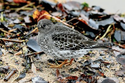 Merisirri toi Kuusamoon terveisiä Jäämereltä, aiemmin se on nähty Koillismaalla vain neljä kertaa – lintujen talviruokinta on edelleen turvallista
