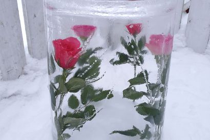Ruusuja jäälyhdyssä: Titta Georgievin kauniit lyhdyt ilahduttavat myös naapureita Rantavitikalla