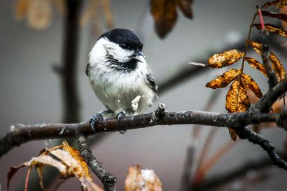 Suomen linnuille laskettiin suojeluarvot – Yksilöiden korvaussummat kaipaisivat päivitystä