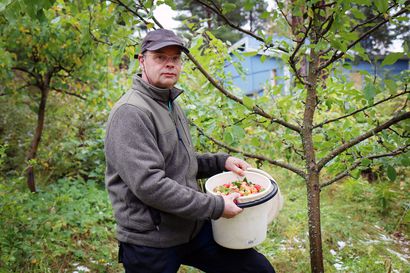 Inarilainen Jarmo Ruuskanen kasvattaa kotipihassaan omenapuita, jotka tuottivat hyvän sadon – "En ole kuullut, että täällä Inarin kunnassa olisi muita, joilla olisi omenoita"
