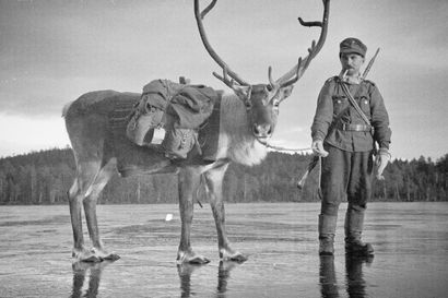 Yhdeksän poroa ilmestyi Suomenlahden rantamille kesken talvisodan: simolaisen sotilaan päähänpistosta tuli totta, vaikka ensin sille nauroi sodanjohtokin