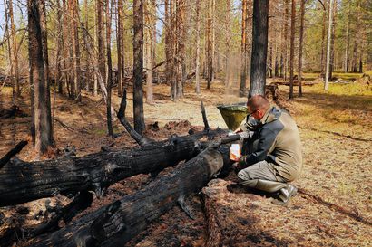 Suomesta on löytynyt useita uusia kärpäslajeja – "Uudet lajit ovat osoitus siitä, että jopa Suomen vanhat metsät kätkevät yhä sisäänsä täysin tuntematonta lajistoa"