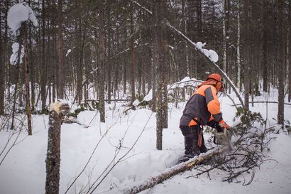 Yksityismetsistä suurin osa vakuuttamattomia – Paula-myrsky puhalsi monille metsänomistajille kymmenientuhansien eurojen vahingot